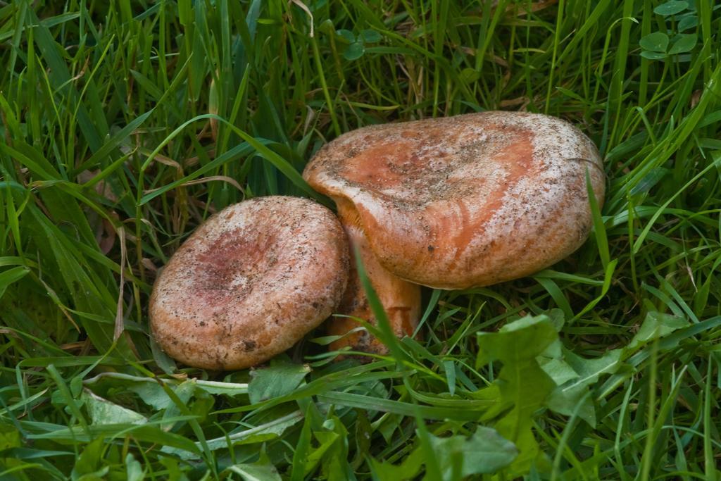 Agroturystyka Sominy Zewnętrze zdjęcie