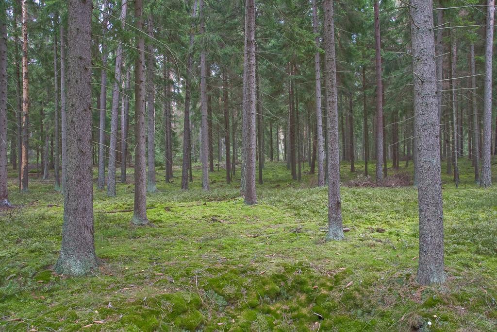 Agroturystyka Sominy Zewnętrze zdjęcie