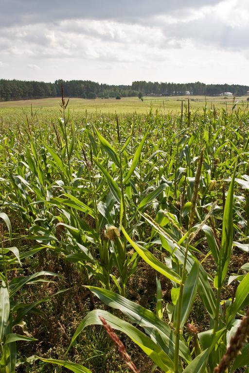 Agroturystyka Sominy Zewnętrze zdjęcie